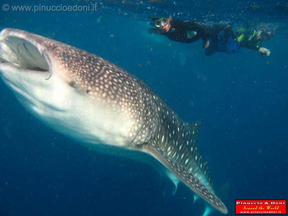 Djibouti - Whale Shark in the Gulf of Aden - 18.jpg